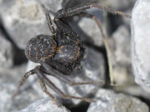 Réf. 281 958 : Xysticus sp.
